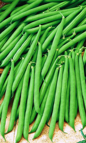 Семена Фасоль Сакса 615 Без волокна - спаржевая "Уральский Дачник" ц/п