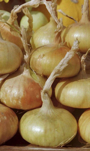 Семена Лук репчатый Сибирский Однолетний  "Уральский Дачник" б/п