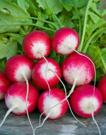 Семена Редис Розово-Красный с Белым Кончиком   Р "Уральский Дачник" б/п