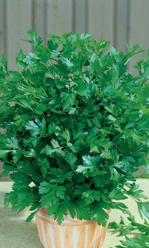 Семена Петрушка листовая Нежность "Уральский Дачник" ц/п