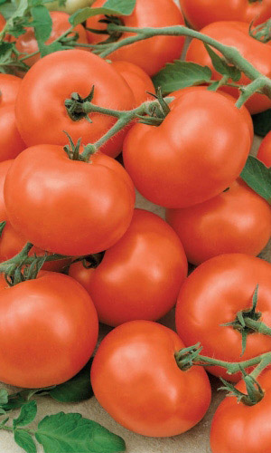 Семена Томат Никола  "Уральский Дачник" б/п