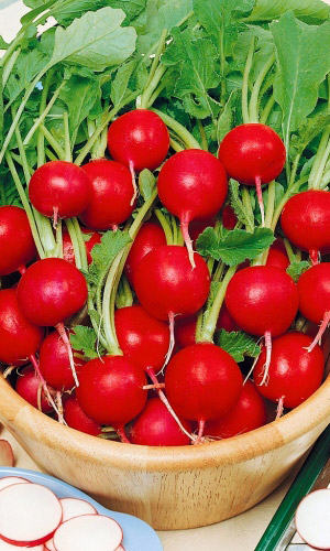 Семена Редис Снегирек "Уральский Дачник" б/п