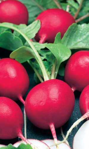 Семена Редис Чемпион  "Уральский Дачник" б/п