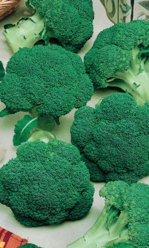 Семена Капуста брокколи Тонус "Уральский Дачник" ц/п