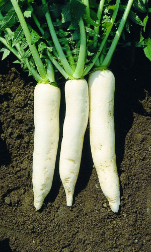 Семена Дайкон Дубинушка  "Уральский Дачник" б/п