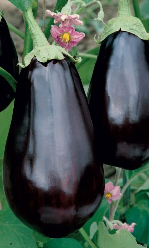 Семена Баклажан Деликатесный фиолетовый "Уральский Дачник" б/п