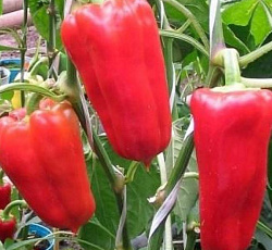 Семена Перец сладкий Здоровье  "Уральский Дачник" б/п