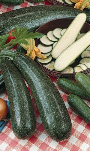 Семена Кабачок Уголек - цуккини "Уральский Дачник" б/п