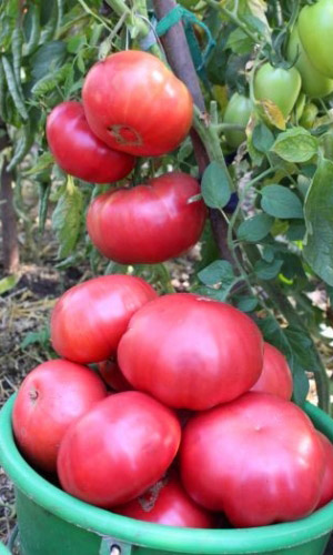 Семена Томат Розовый Мясистый "Уральский Дачник" б/п