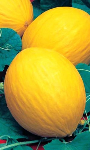 Семена Дыня Колхозница  749/753 "Уральский Дачник" б/п