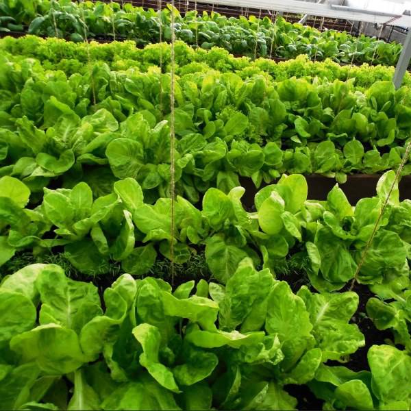 Семена Салат Московский Парниковый  "Уральский Дачник" б/п