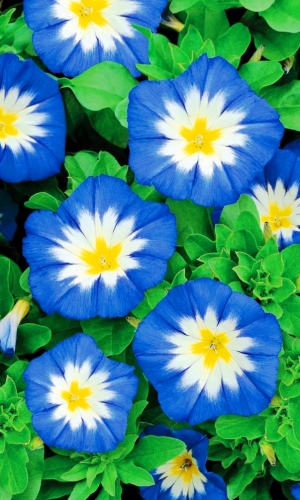 Семена Цветы Вьюнок трехцветный Синий вальс "Уральский Дачник" ц/п