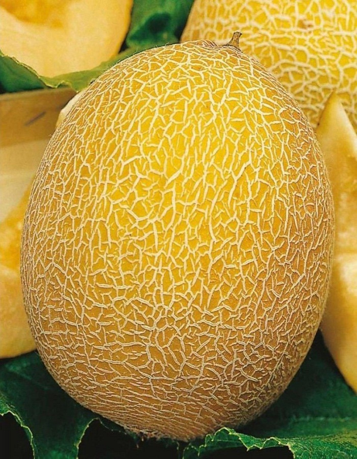 Семена Дыня Солнечная "Уральский Дачник" ц/п