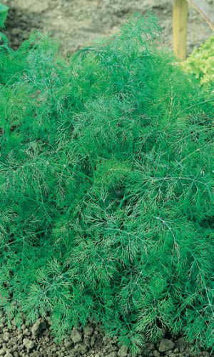 Семена Укроп Кустистый  "Уральский Дачник" б/п