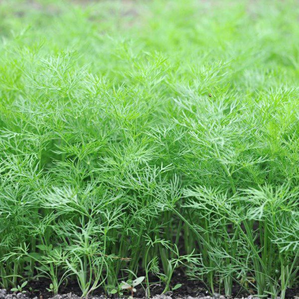 Семена Укроп Обильнолистный  "Уральский Дачник" б/п