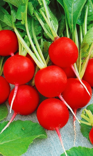 Семена Редис Заря "Уральский Дачник" б/п