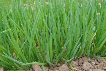 Семена Лук батун Русский Зимний "Уральский Дачник" б/п