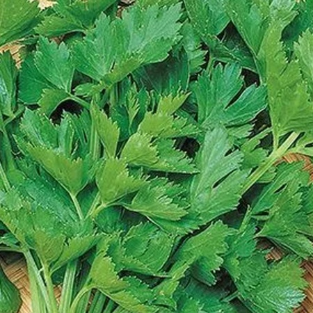 Семена Сельдерей листовой Парус "Уральский Дачник" б/п