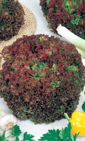 Семена Салат Лолло Росса  Р "Уральский дачник" б/п