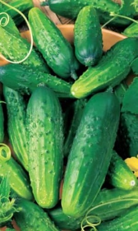 Семена Огурец Парижский корнишон (А)(Семетра)  0,5гр. "Поиск" ц/п