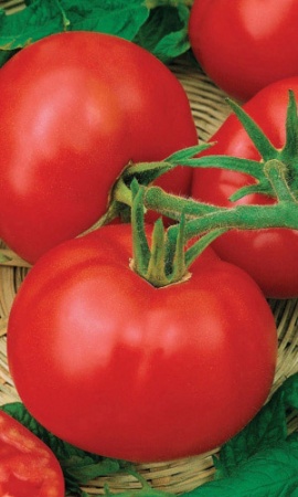 Семена Томат Дар Заволжья  "Уральский Дачник" б/п