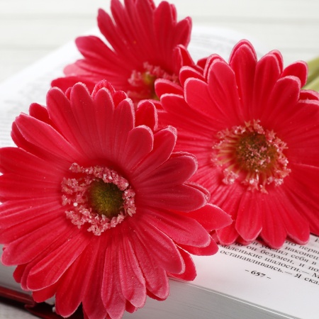 Цветок искусственный Гербера 43см малиновый / 1501 латэкс