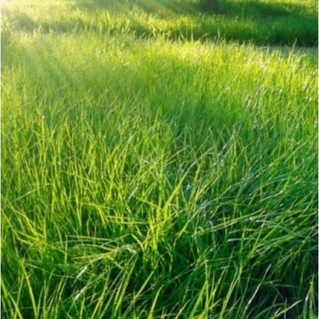 Травосмесь "Солнечная" 0.5кг (10шт/уп) Зеленый уголок