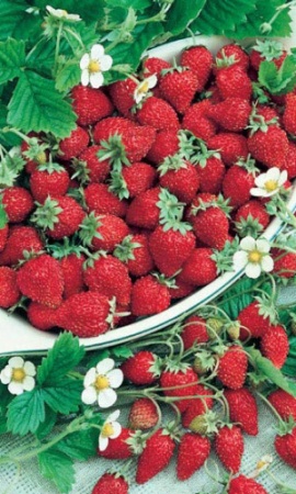 Семена Земляника альпийская Александрина "Уральский Дачник" ц/п