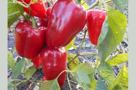 Семена Перец сладкий Воловье Ухо "Уральский Дачник" б/п