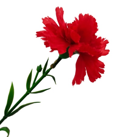 Гвоздика красная