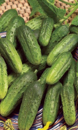 Семена Огурец Малыш +50% БЕСПЛАТНО "Уральский Дачник" ц/п