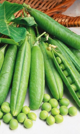 Семена Горох Юрга "Уральский Дачник" ц/п