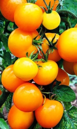 Семена Томат Непасынкующийся Желтый  "Уральский Дачник" б/п