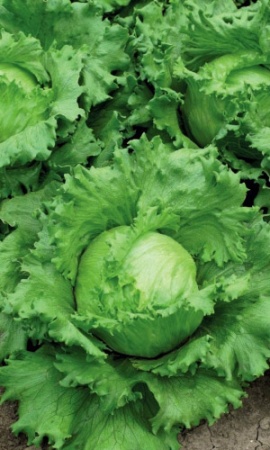 Семена Салат Губернатор "Уральский Дачник" б/п