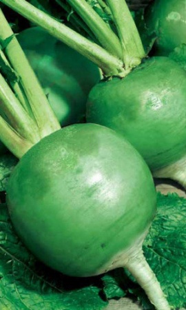 Семена Редька Маргеланская   "Уральский Дачник" б/п